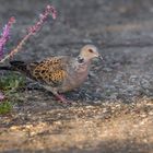 Turteltaube (Streptopelia turtur) 