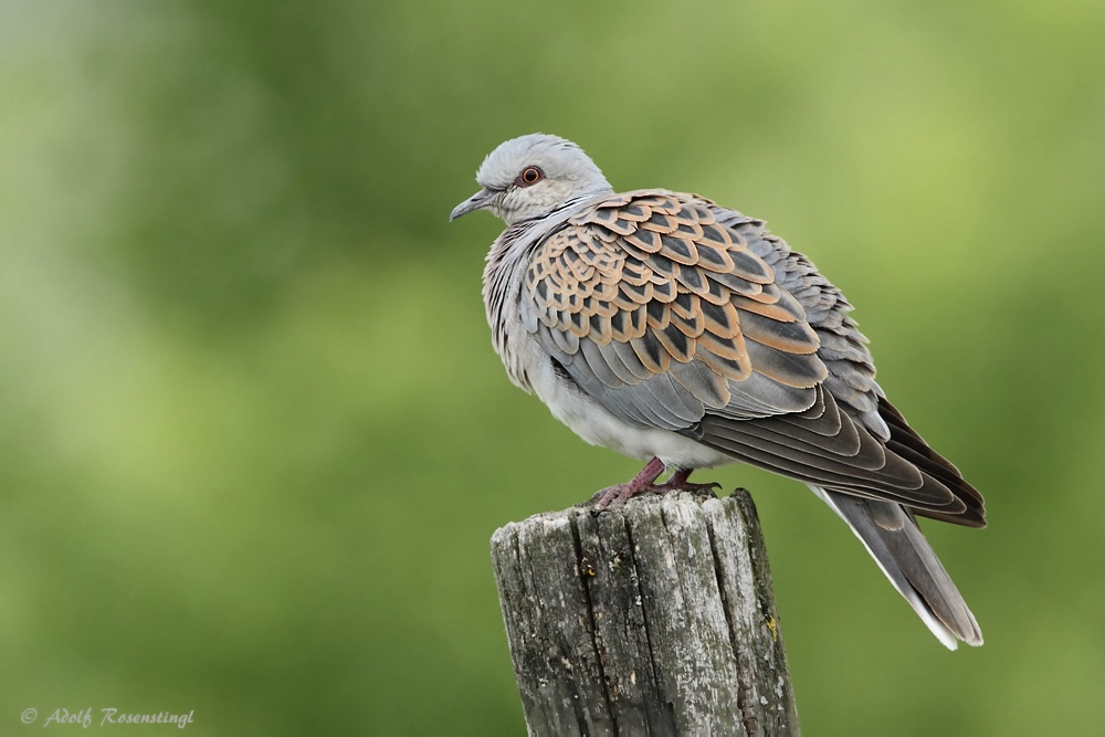 Turteltaube (Streptopelia turtur)