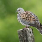 Turteltaube (Streptopelia turtur)