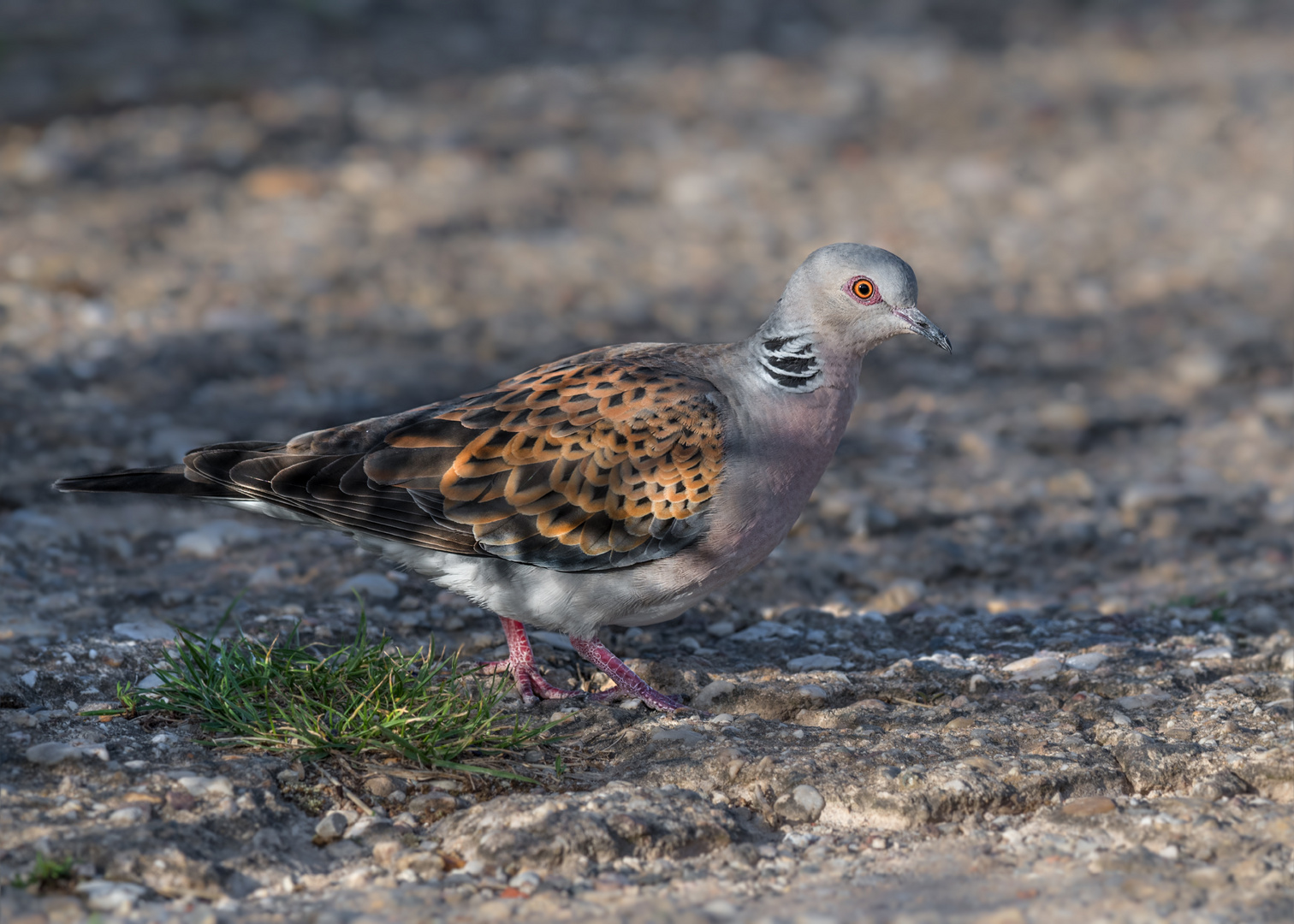 Turteltaube (Streptopelia turtur) 