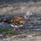 Turteltaube (Streptopelia turtur) 