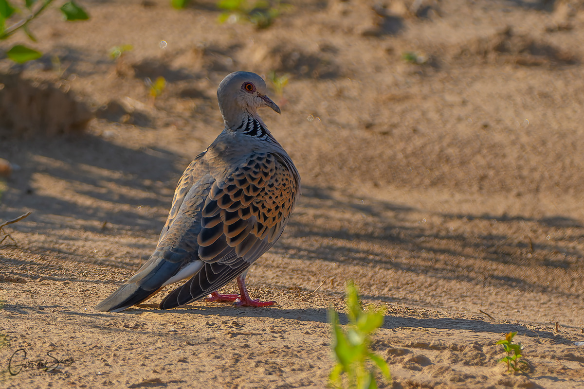 Turteltaube (Streptopelia turtur) 