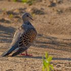 Turteltaube (Streptopelia turtur) 