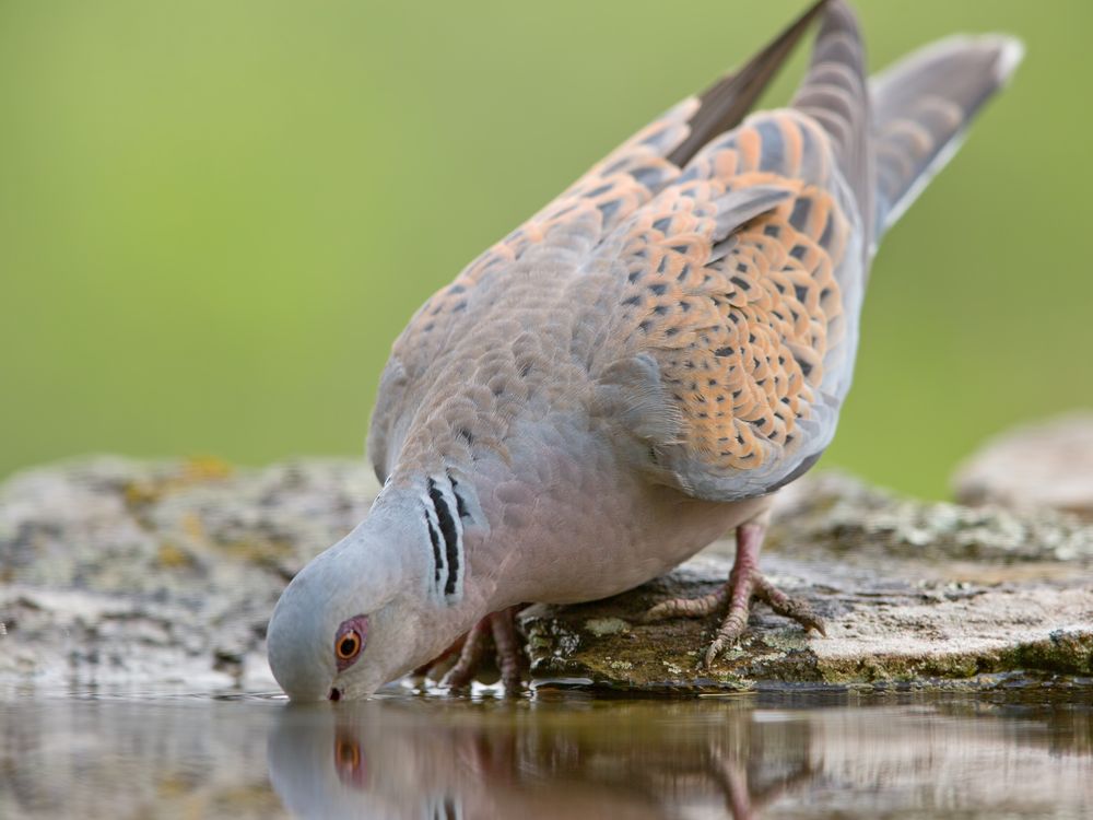 Turteltaube / Turtle dove