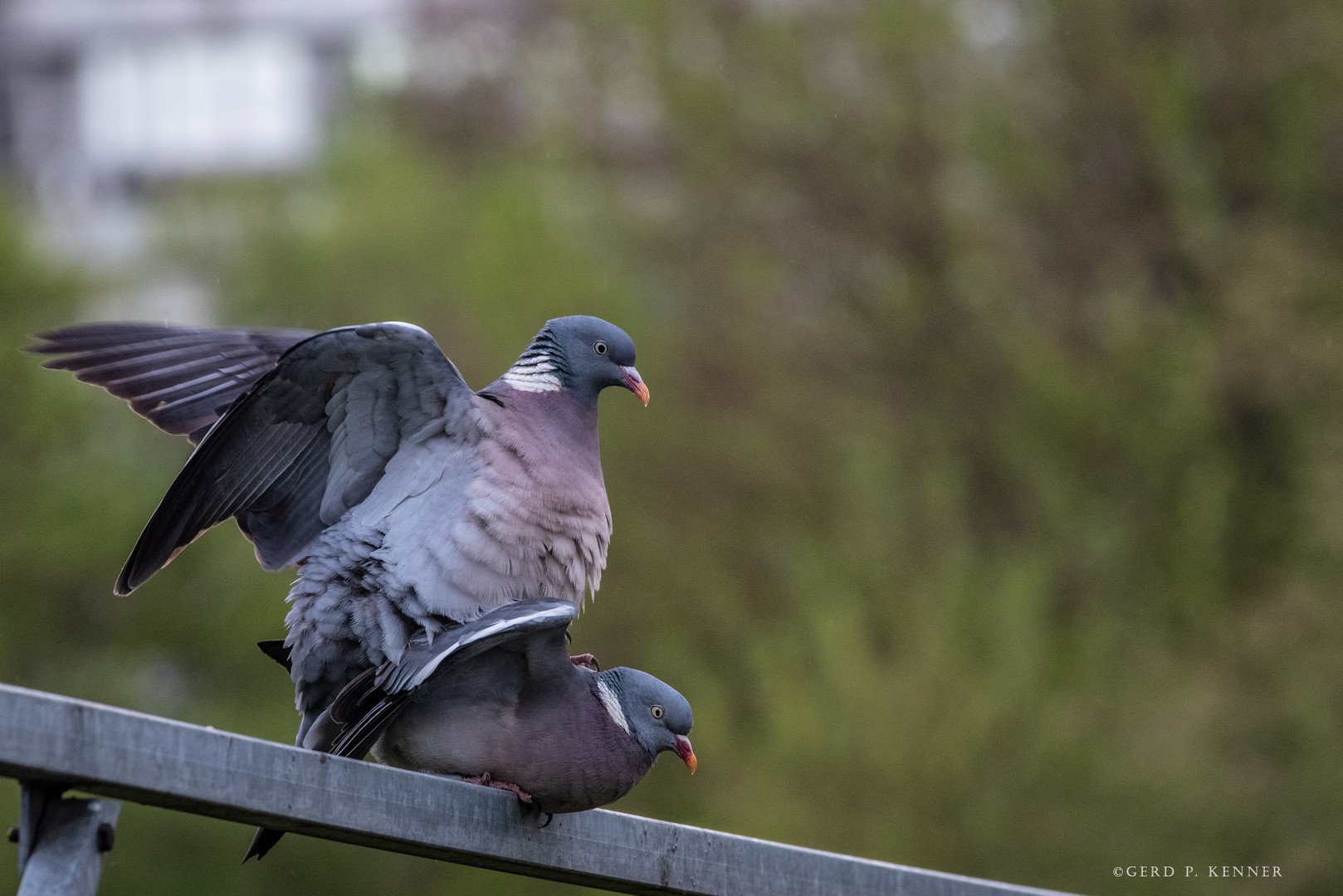 Turteltauben Foto & Bild nature, natur, germany Bilder auf