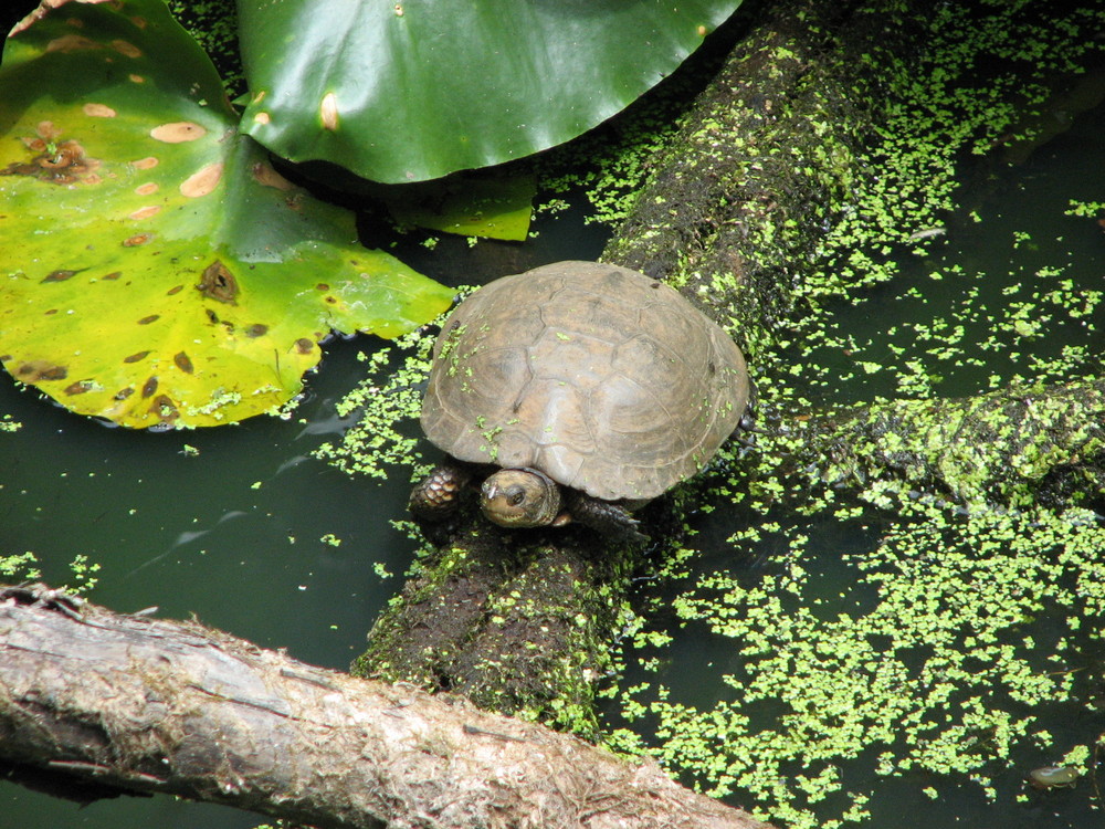 Turtle