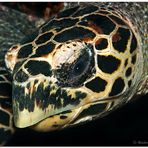 Turtle (2)