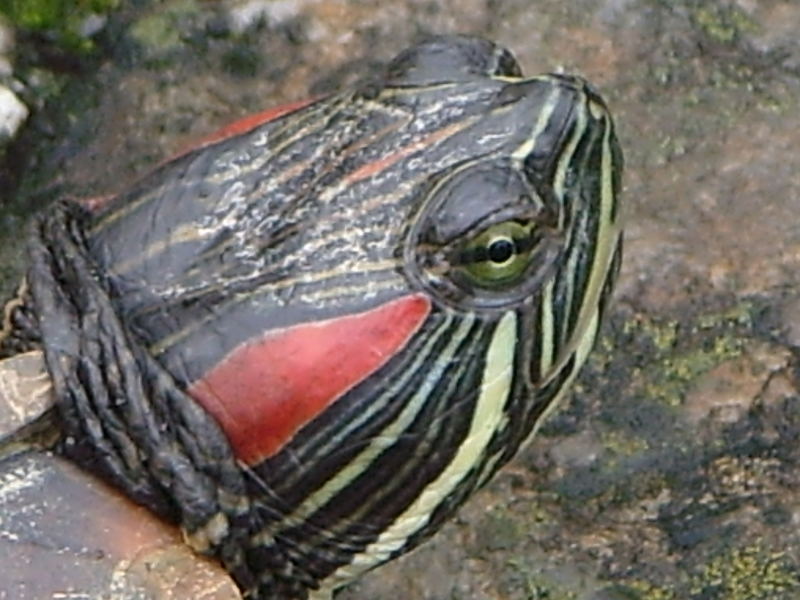 turtle