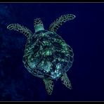 ~Turtle~