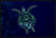 ~Turtle~