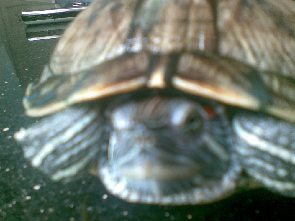 turtle