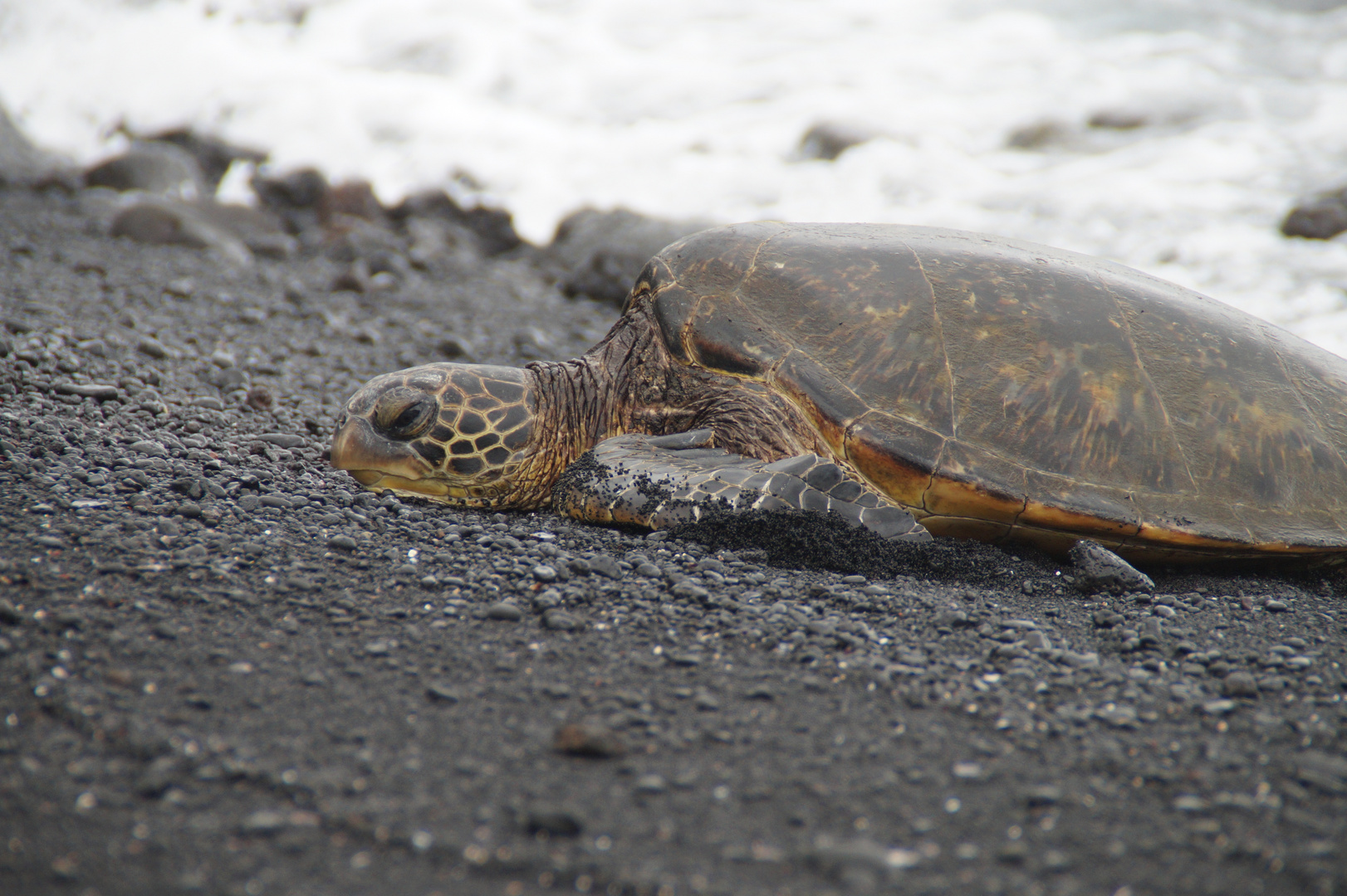 Turtle am Black Sand Beach