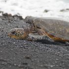 Turtle am Black Sand Beach