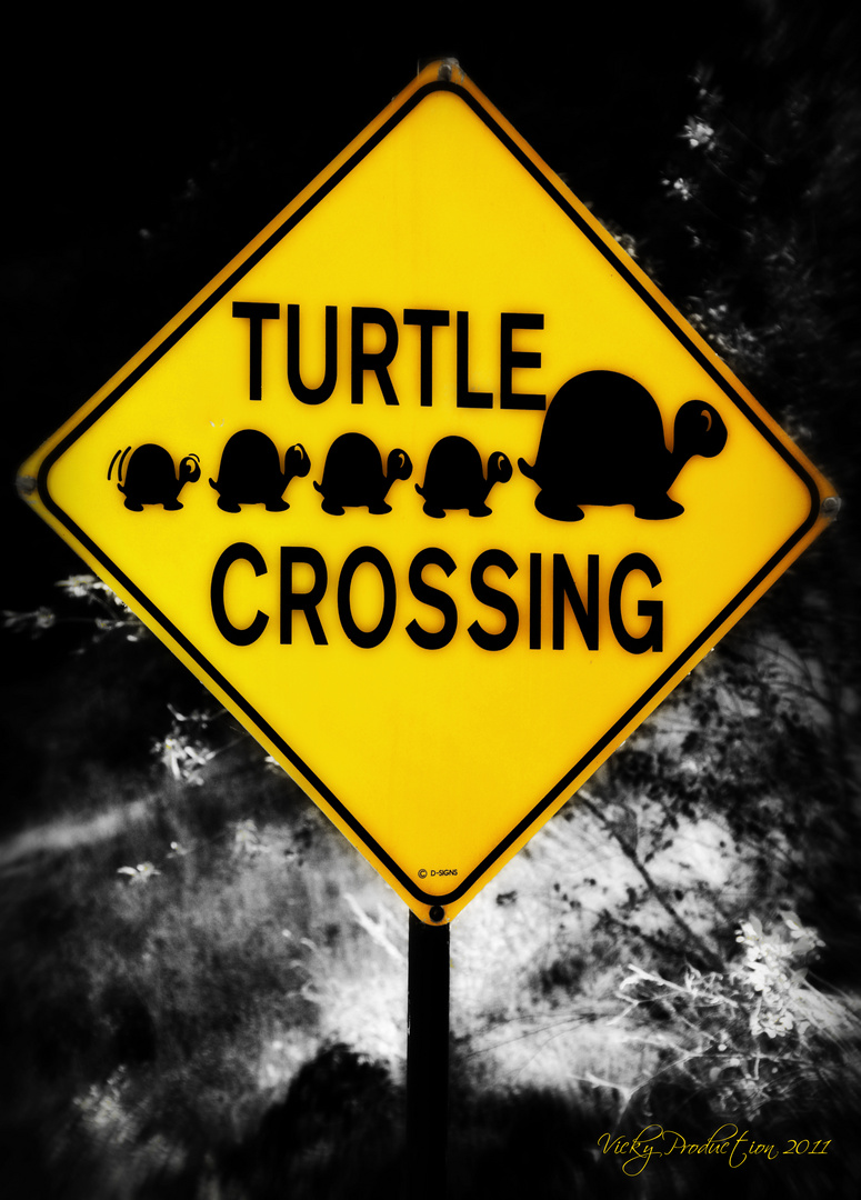 Turtle Crossing 