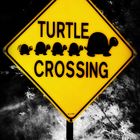 Turtle Crossing <3