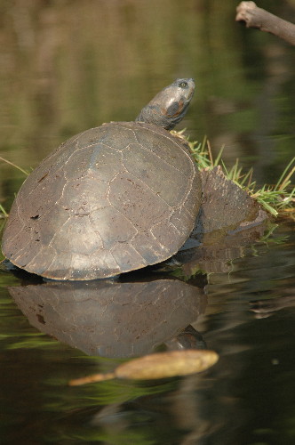 Turtle Ò