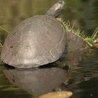 Turtle Ò