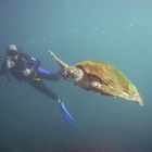 Turtle & Diver