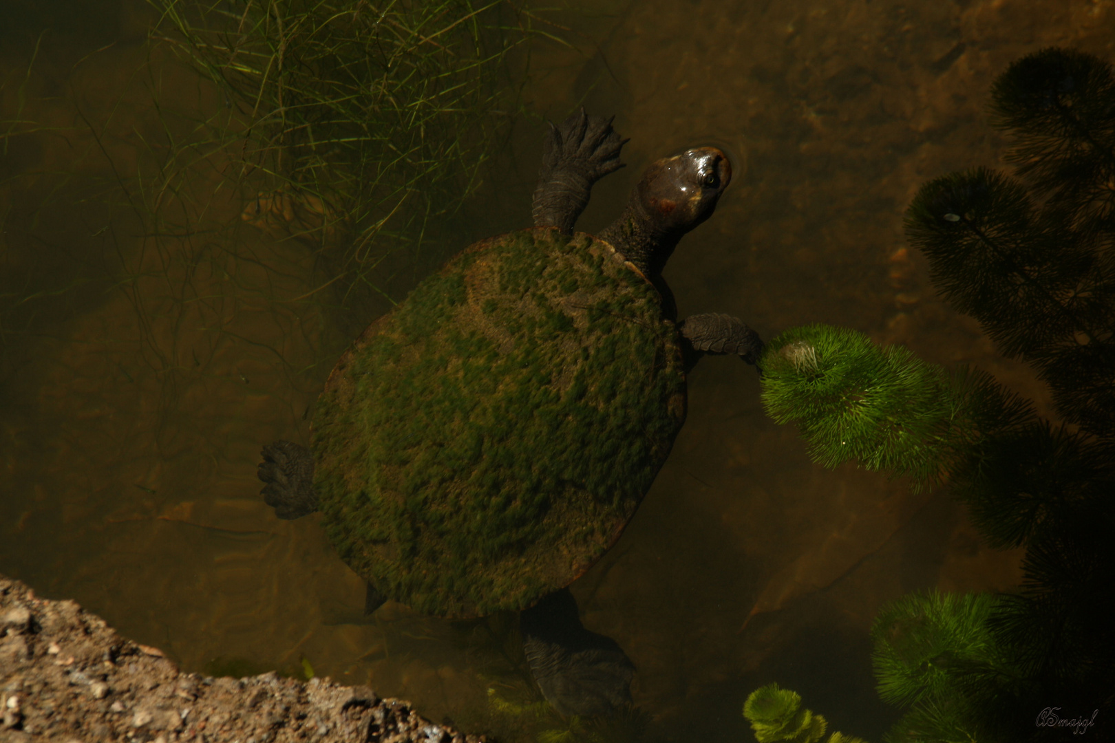 turtle