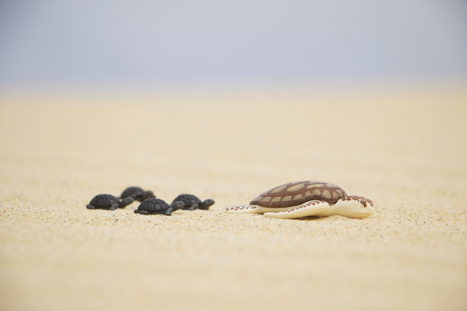 Turtle Family at the beach 