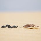 Turtle Family at the beach 