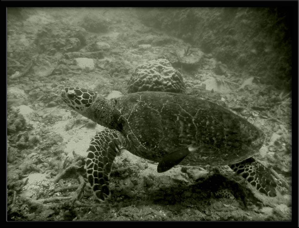 Turtle - first underwater shot ever.