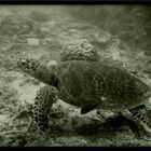 Turtle - first underwater shot ever.