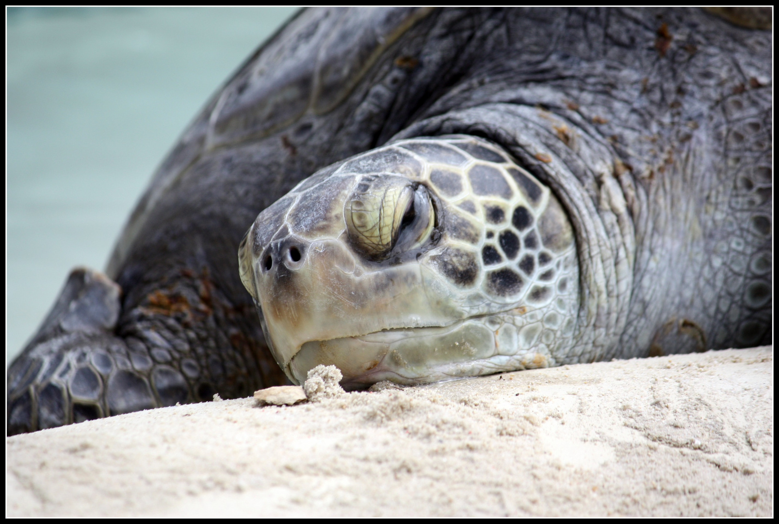 Turtle from Sea World