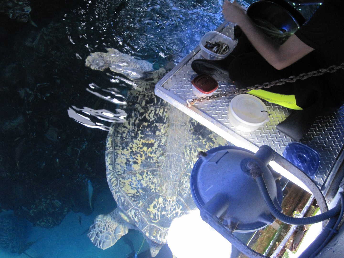 Turtle Fütterung  (ich mag Sie, diese Riesenschildkröten!)