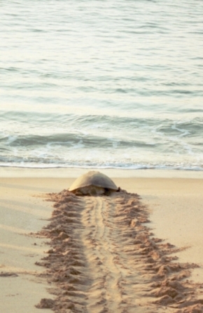 Turtle going back
