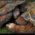 Turtle in Barcelona Zoo