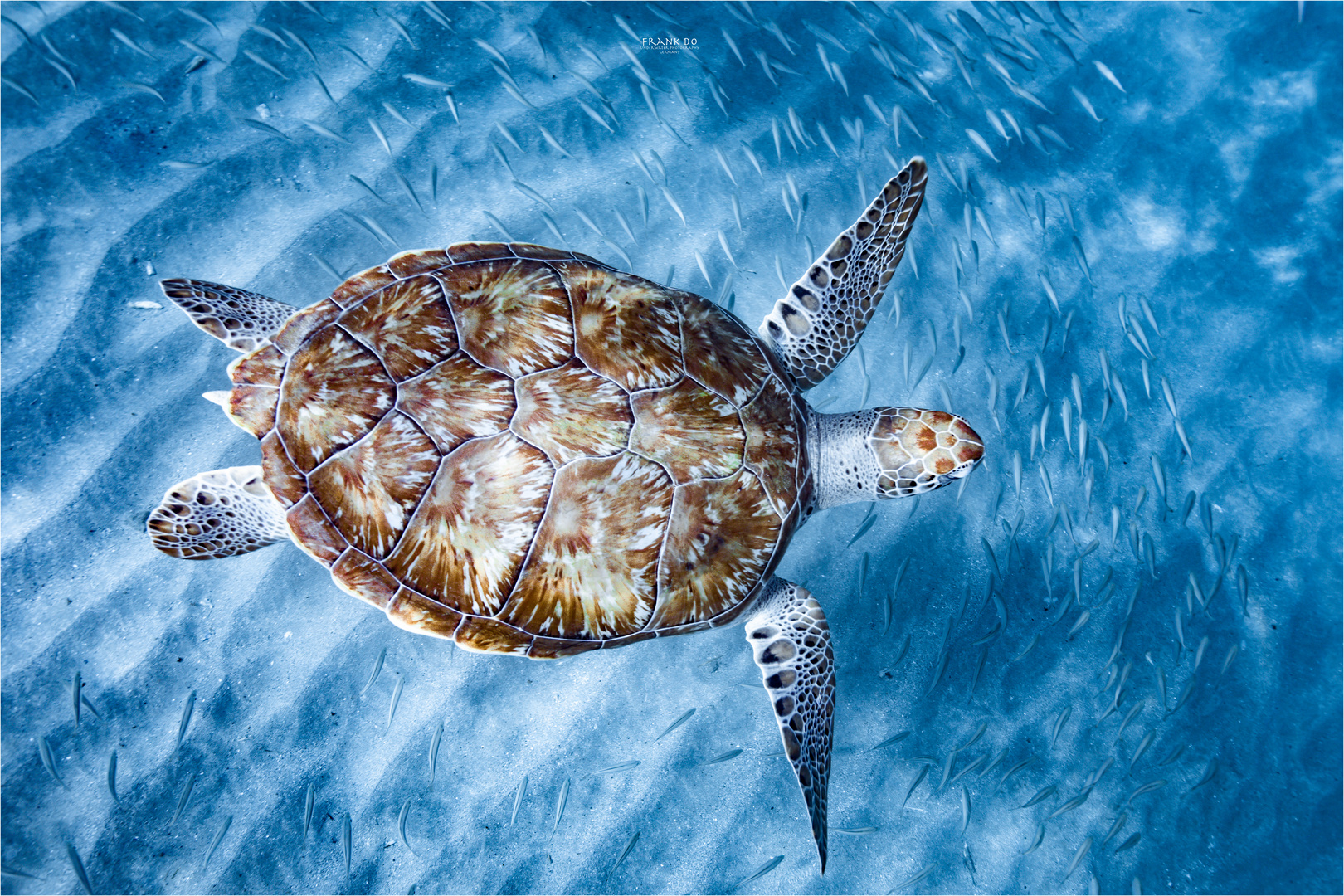 "Turtle in Blue"