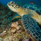 Turtle in Bunaken 2012