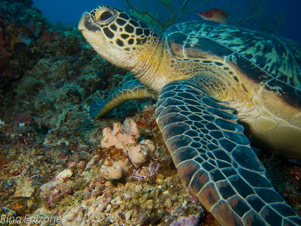 Turtle in Bunaken 2012