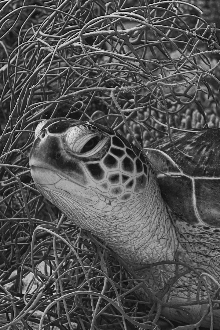 Turtle in b/w