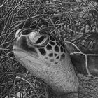 Turtle in b/w