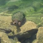 Turtle in Crowford Lake, Canada