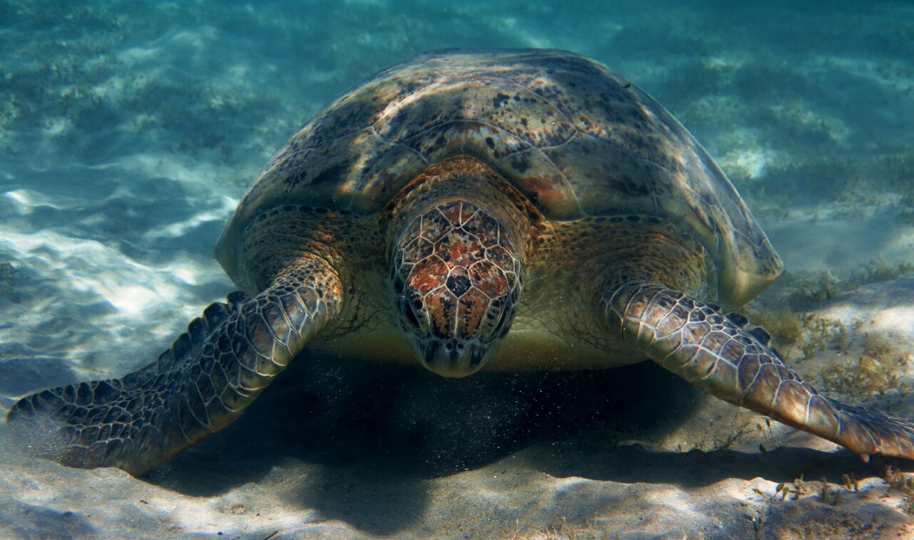 Turtle in Egypt