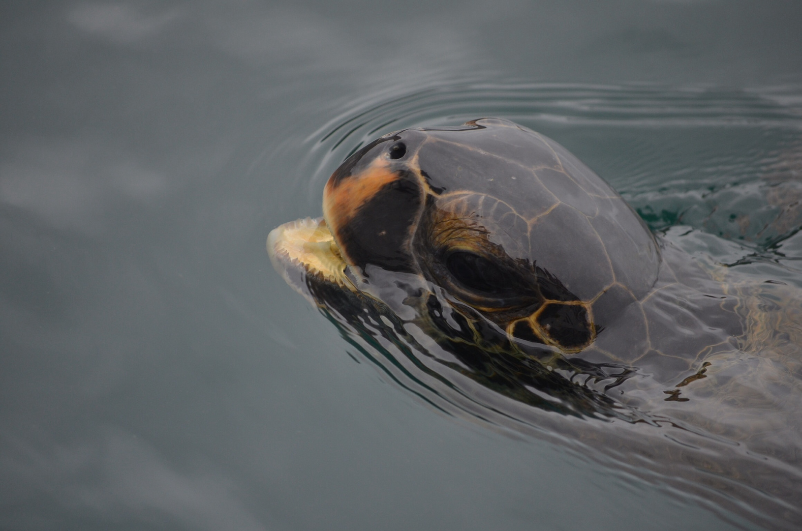 Turtle in the Pacific Ocean