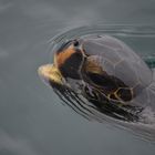 Turtle in the Pacific Ocean