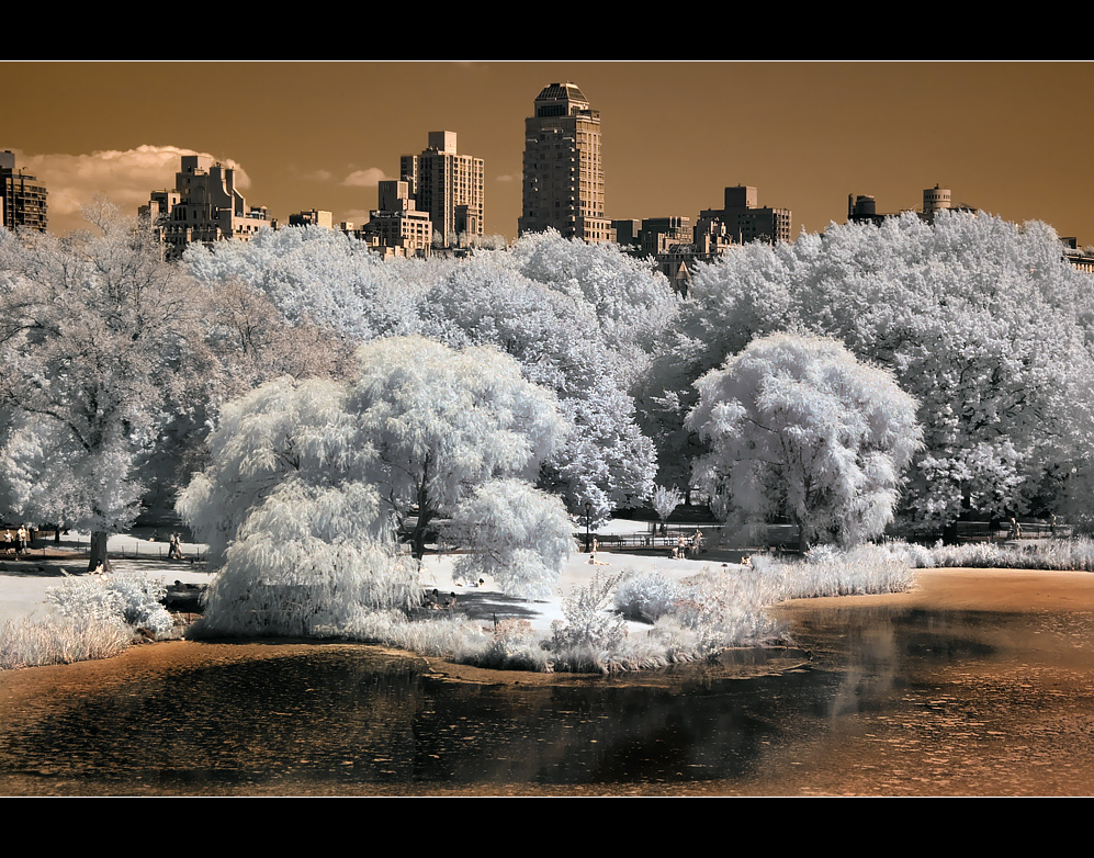 ~ Turtle Lake ~ Central park ~