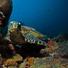 Turtle Maledives 2018