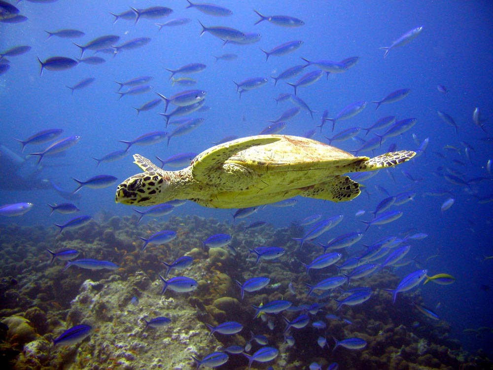 Turtle @ Mirihi Island