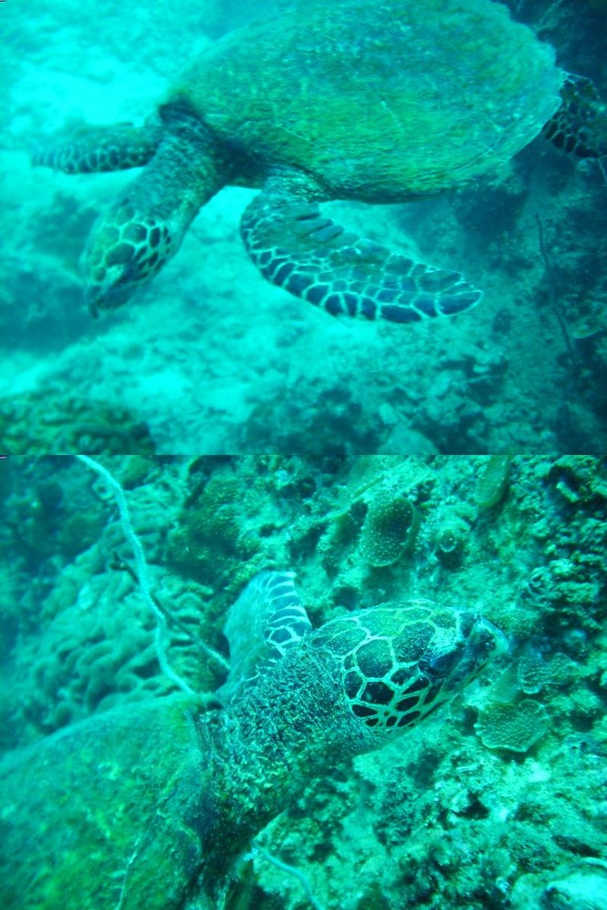 Turtle near Koh Tao 1m :-)