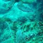 Turtle near Koh Tao 1m :-)