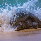 "Turtle on Beach"