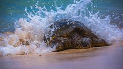 "Turtle on Beach"