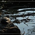 Turtle on the rock