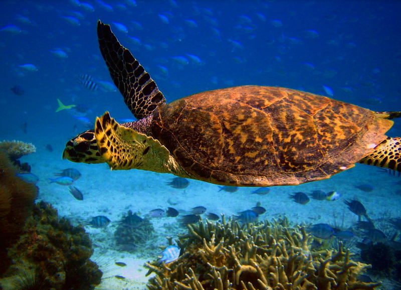 Turtle on Tioman Island . Malaysia
