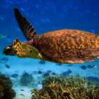 Turtle on Tioman Island . Malaysia